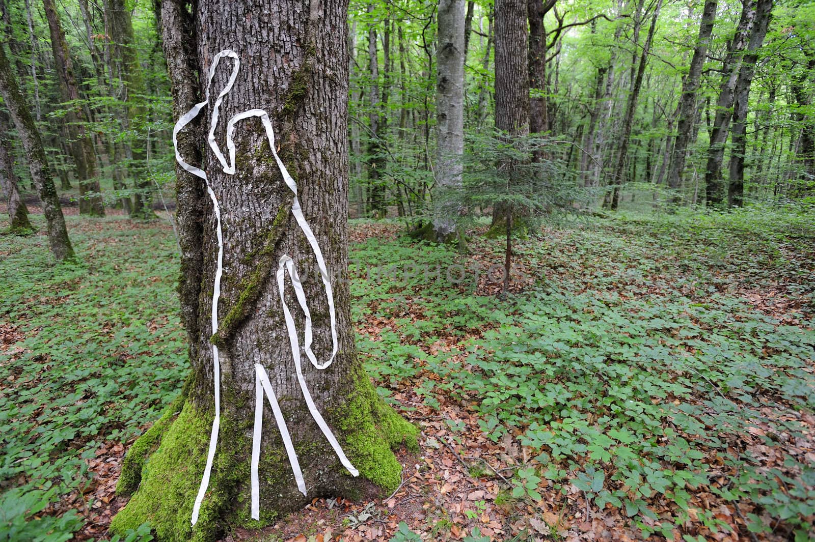 A scene of crime figure on a tree trunk in woodland. Space for text to the right, against the undergrowth.