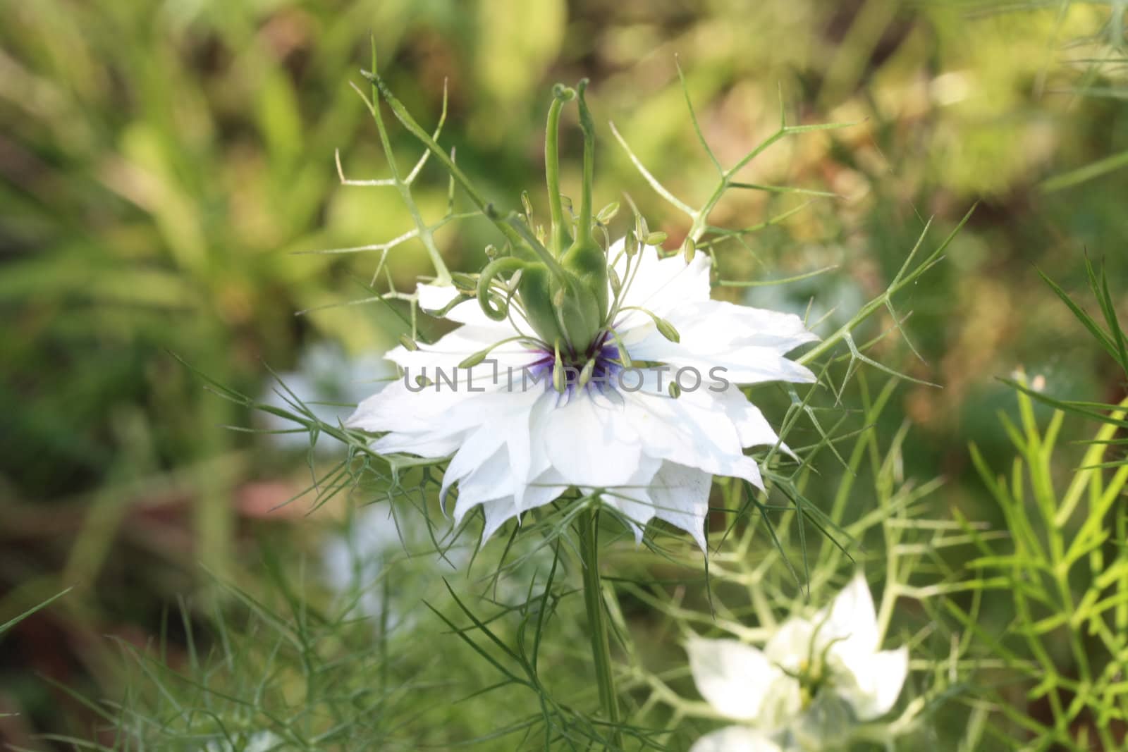 A blue and white love in a mist in close up