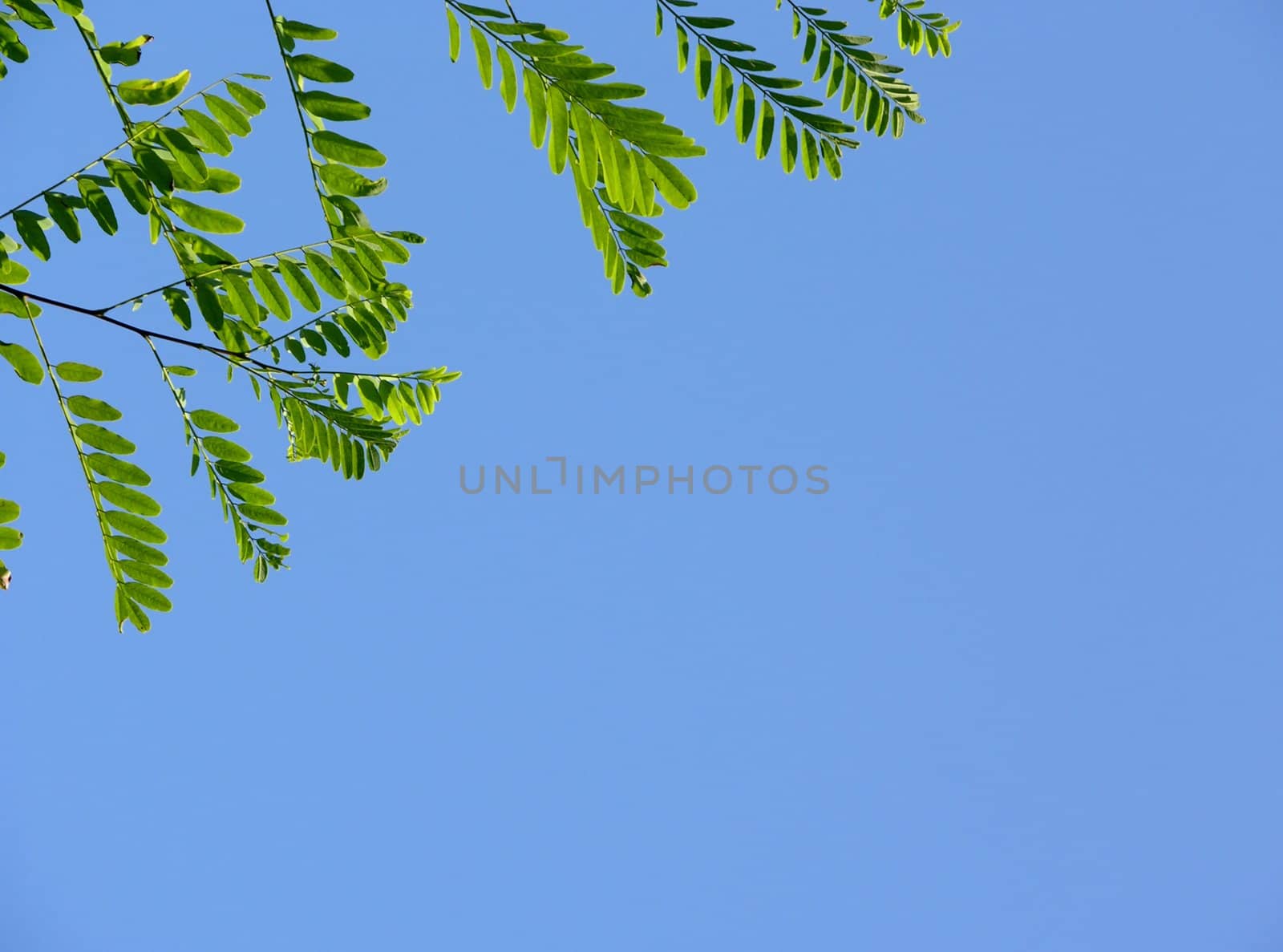 Robinia leaves in the blue sky