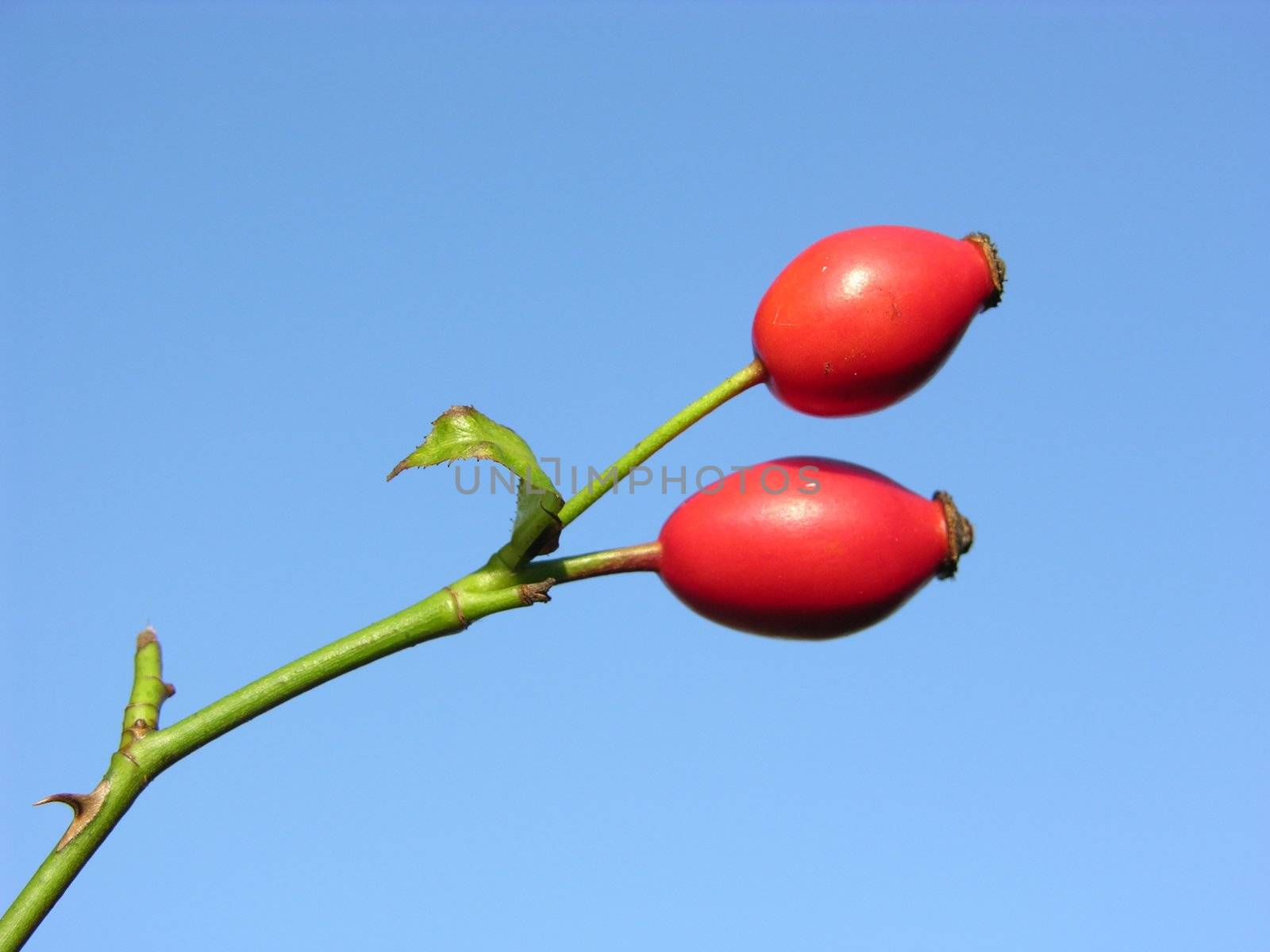 Rose hips in font of blue sky without clouds
