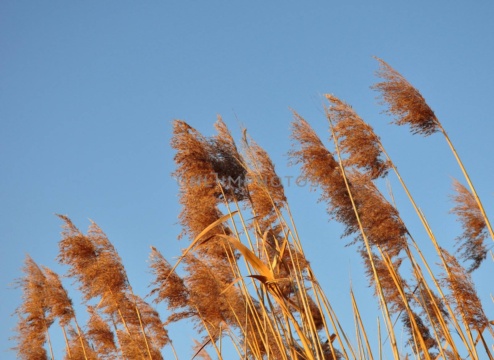 Reed