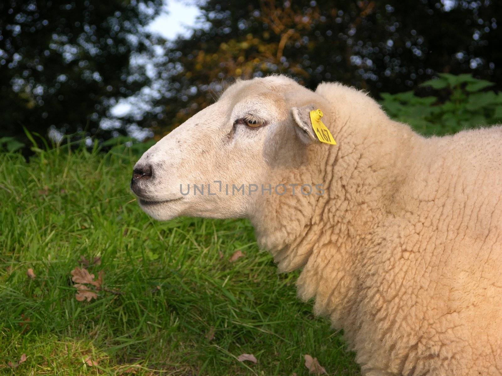 Sheep foraging on a dike