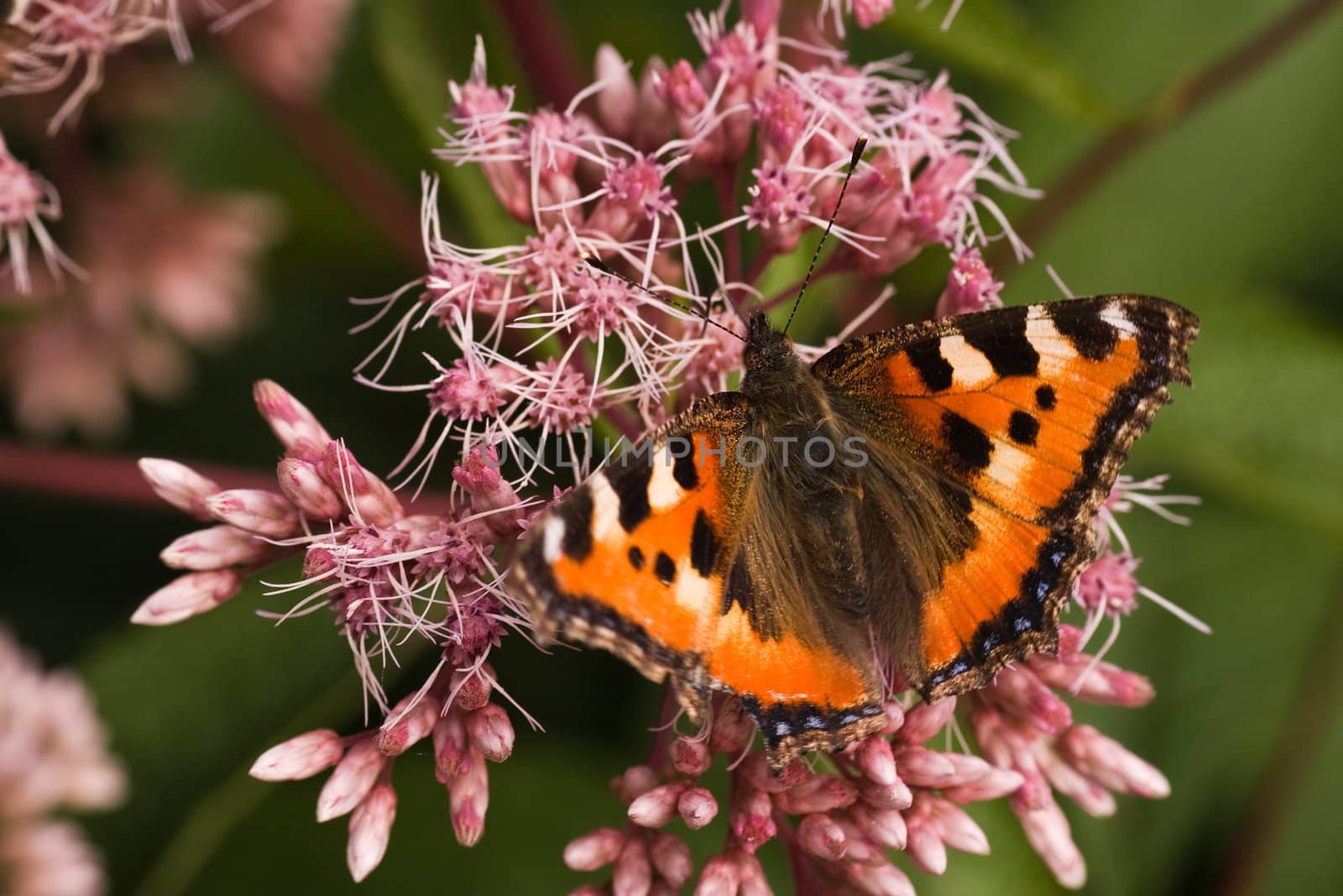 Butterfly Small Tortoiseshell getting nectar from Gravel root