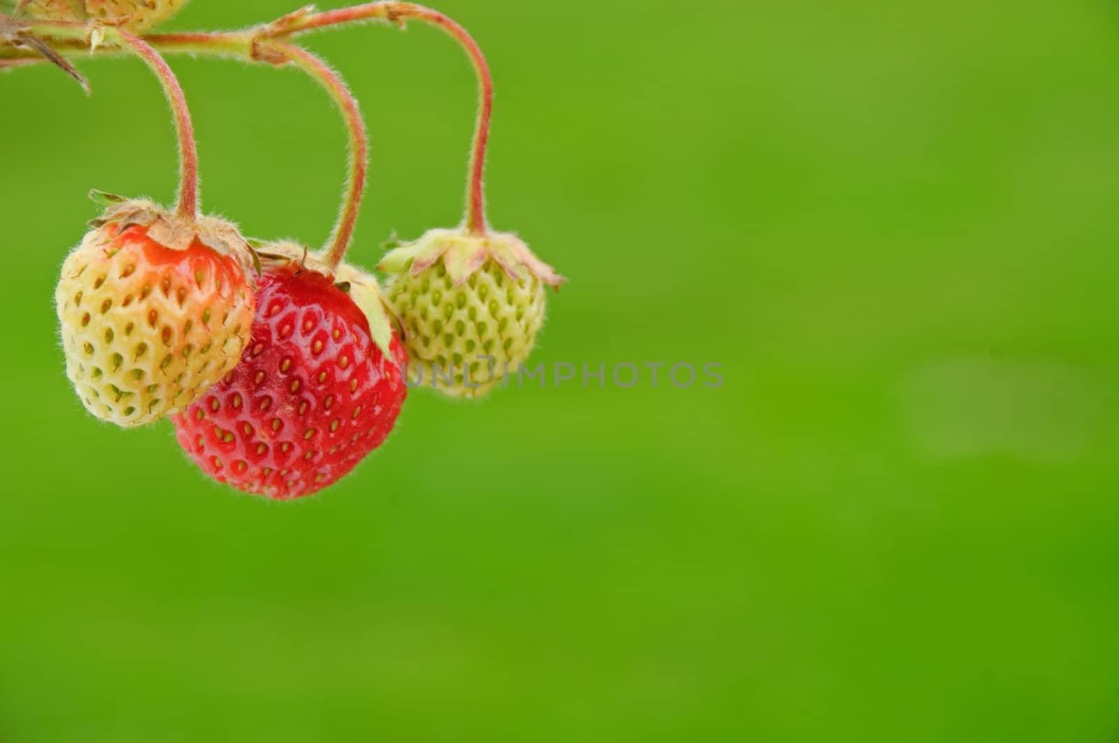 Strawberries by GryT