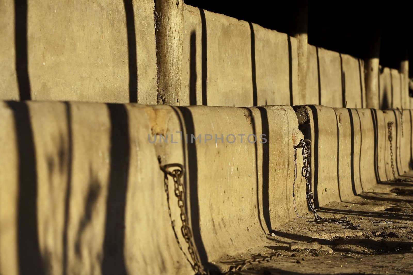 An old style  cattle stable feed trough with chains for milking in the late afternoon warm sunlight