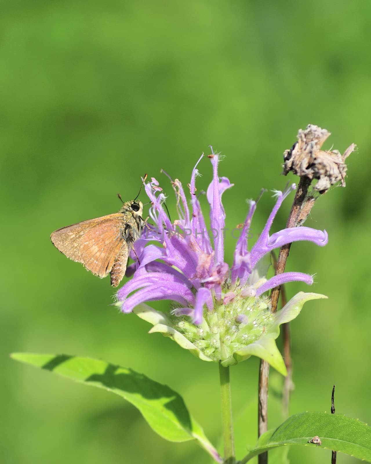 A skipper butterfly perched on a flower.