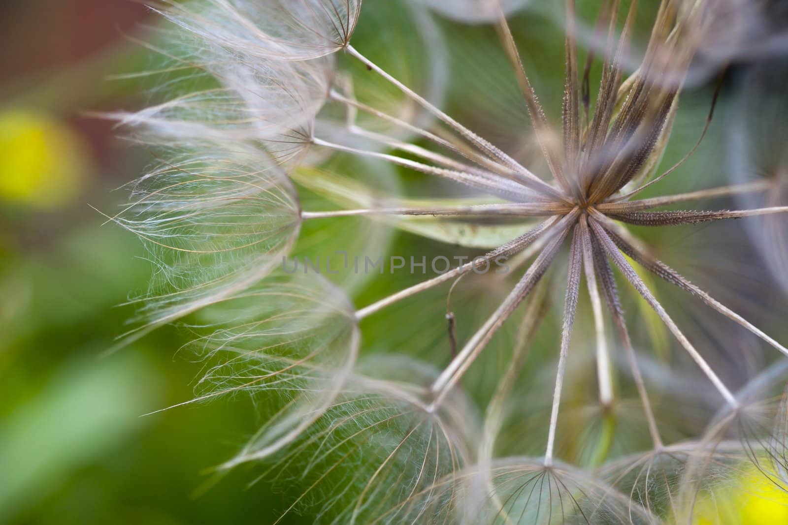 A dandelion in closeup