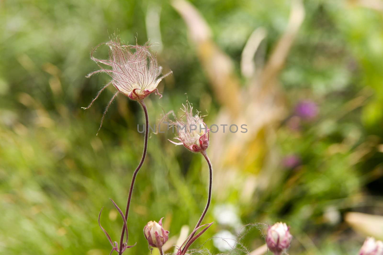 Fuzzy flower in a field.