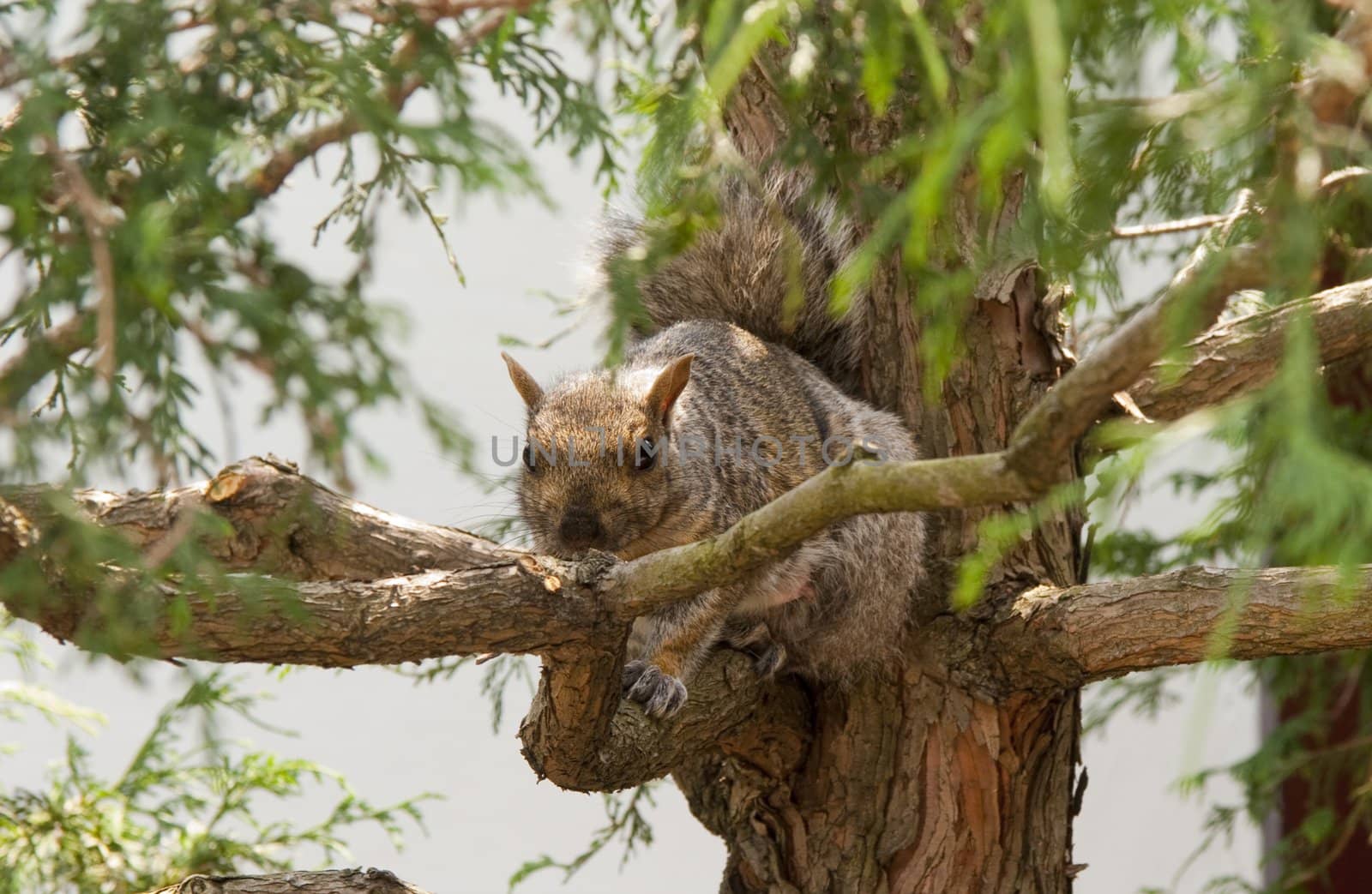 Squirrel by Nodixal