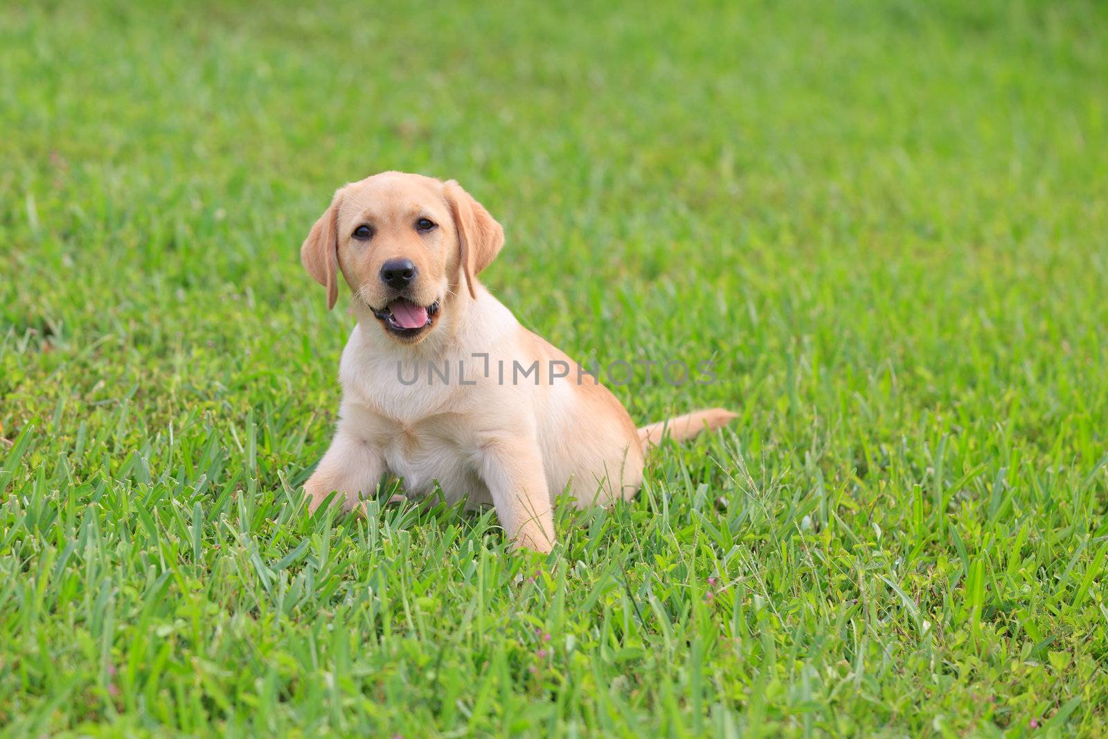 Yellow Labrador Puppy on green grass lawn
