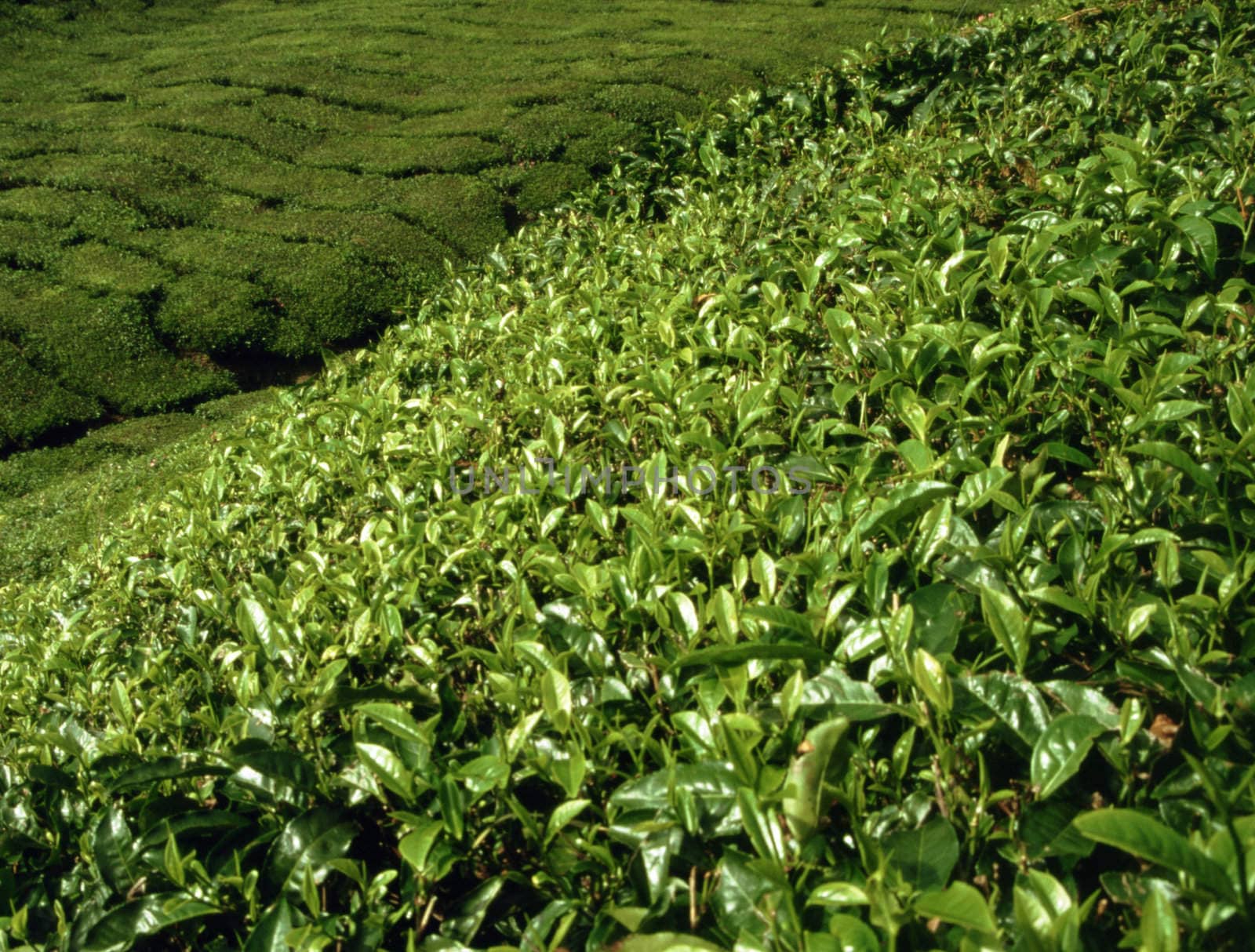 Tea plantation in the Cameroon Highlands in Malaysia