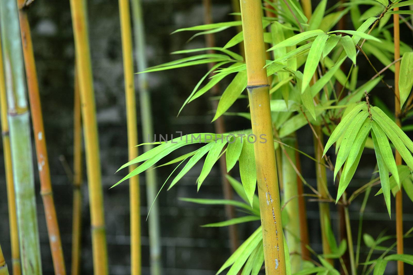 bamboo
