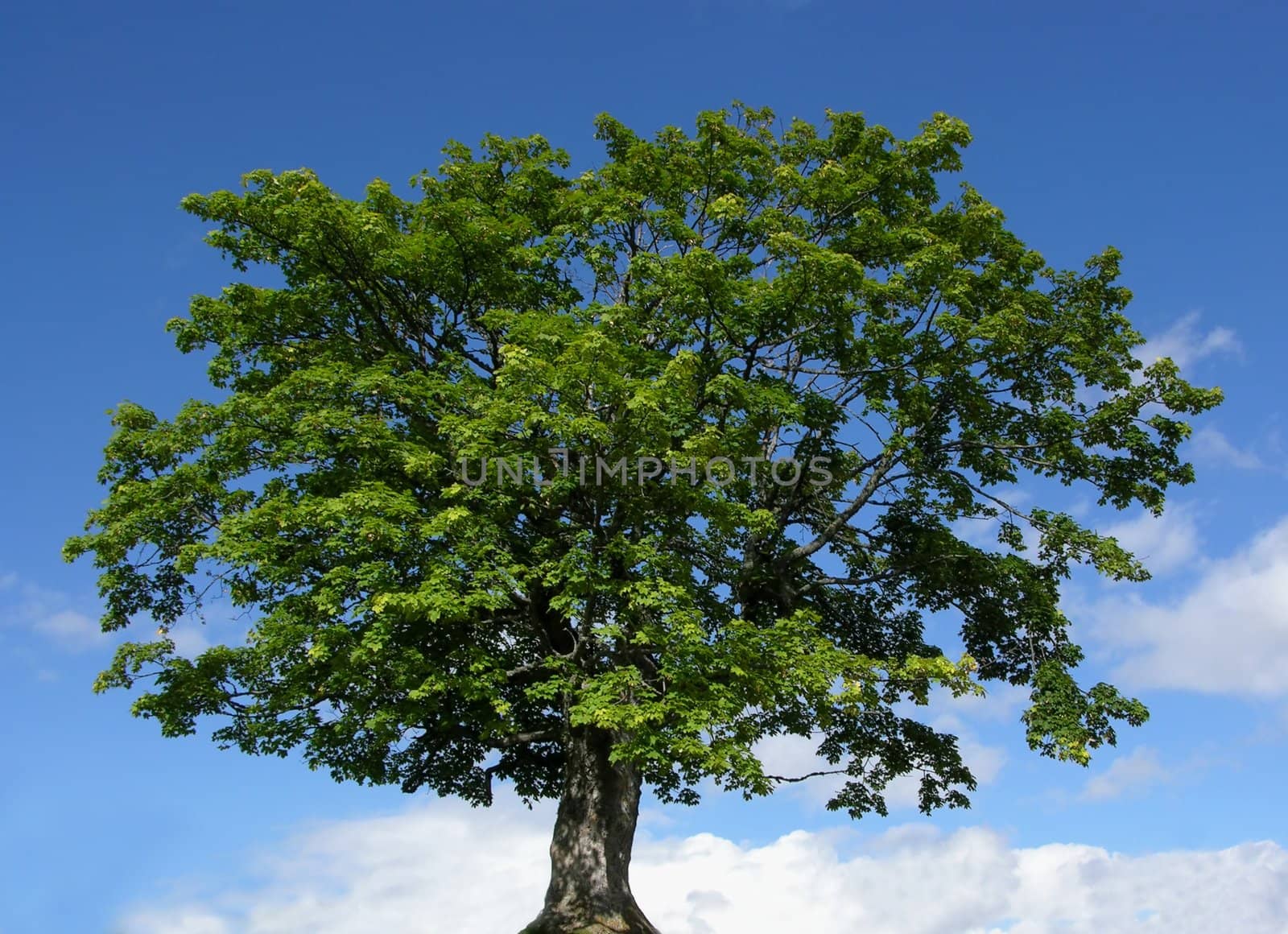 Mountain maple tree and blue sky