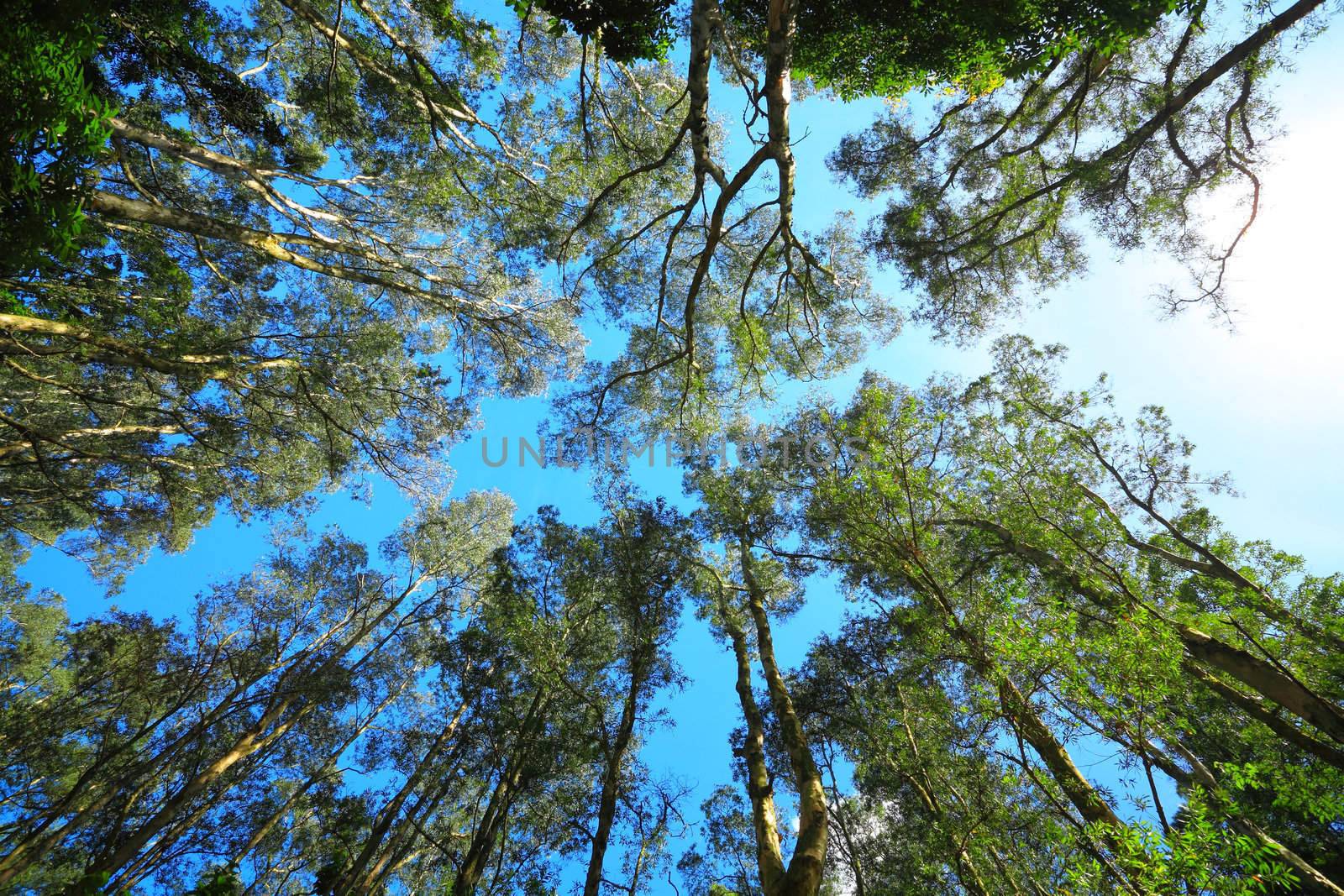 Tree canopy