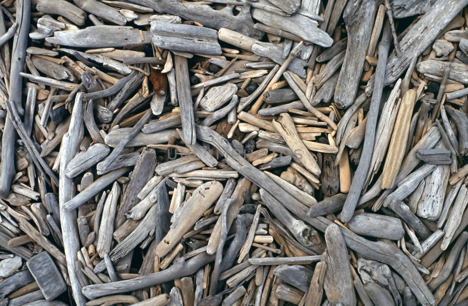 Numerous small and bleached driftwood on beach