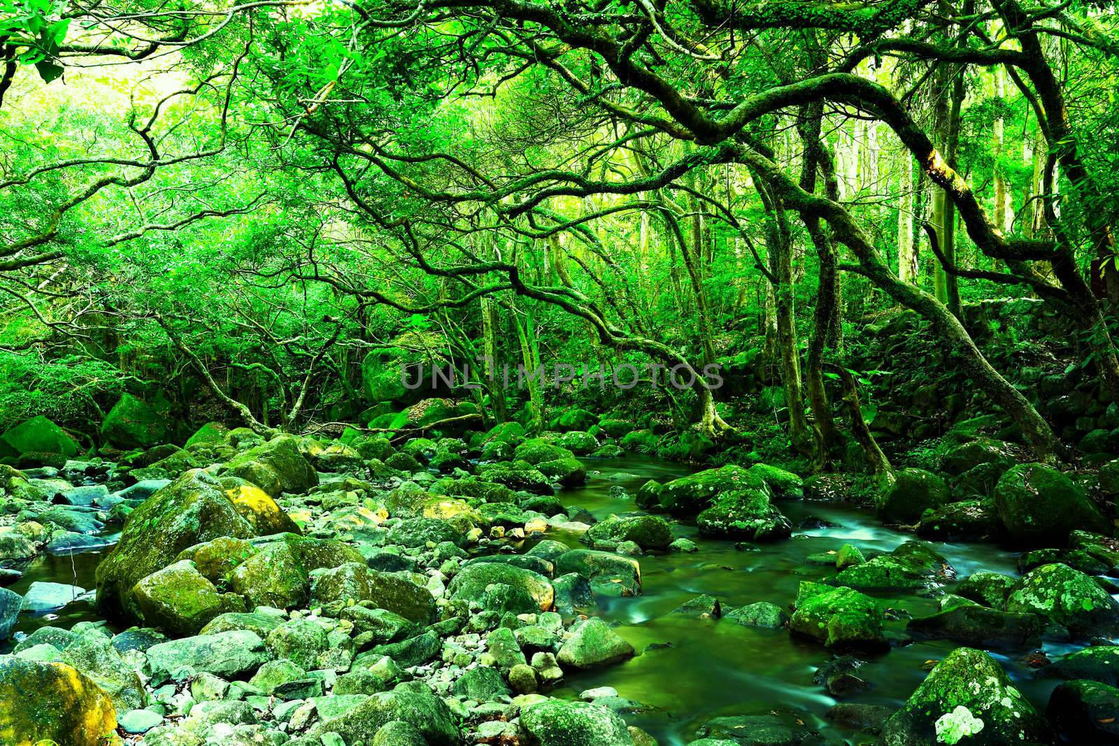 water spring in forest
