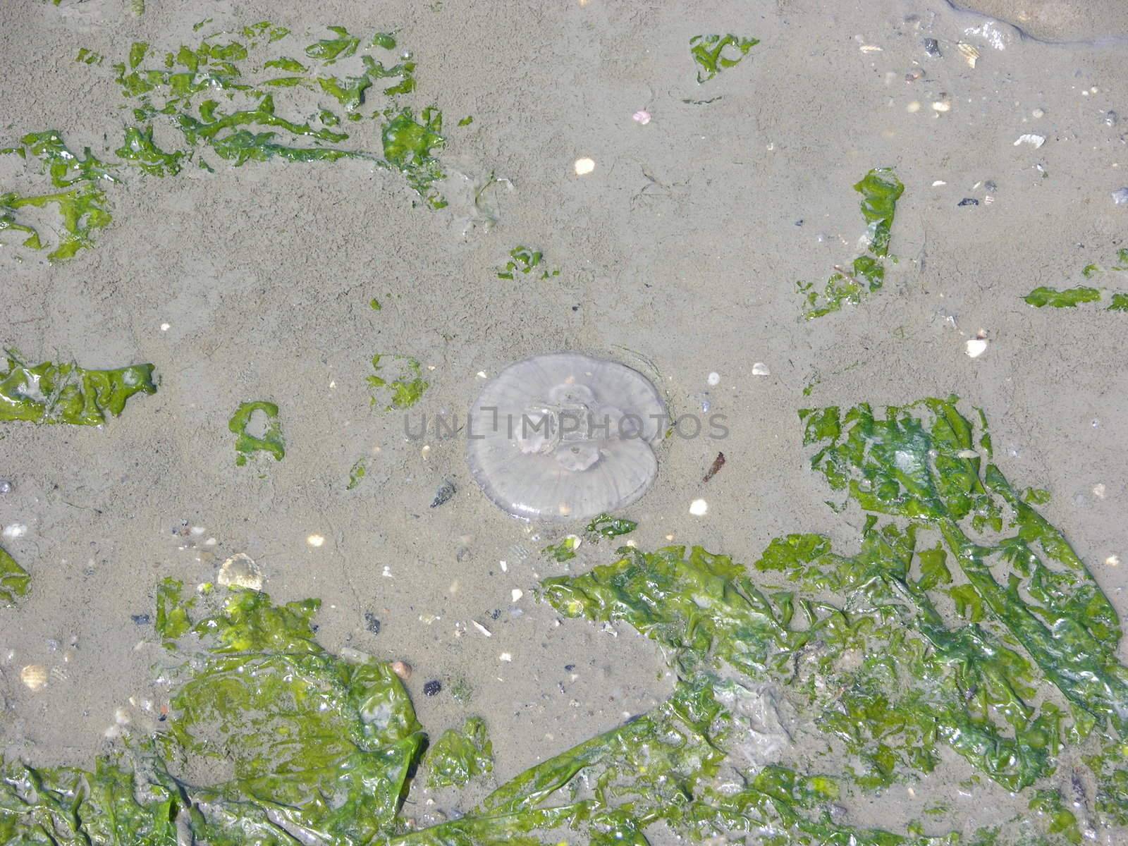 Jellyfish and algae on beach at North Sea