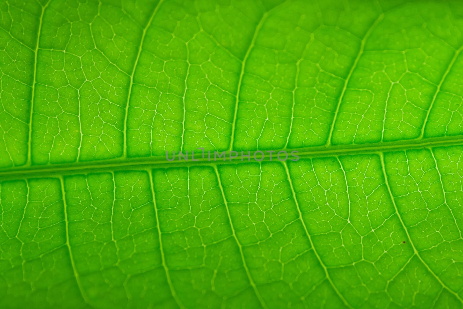 Normal texture of green leaf