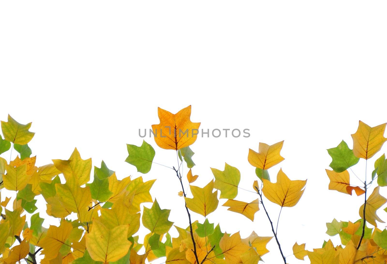 Yellow and green fall leaves