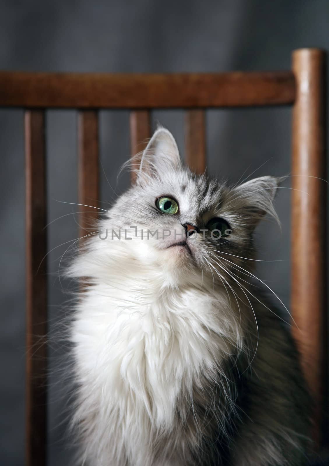 Grey cat with green eyes in studio