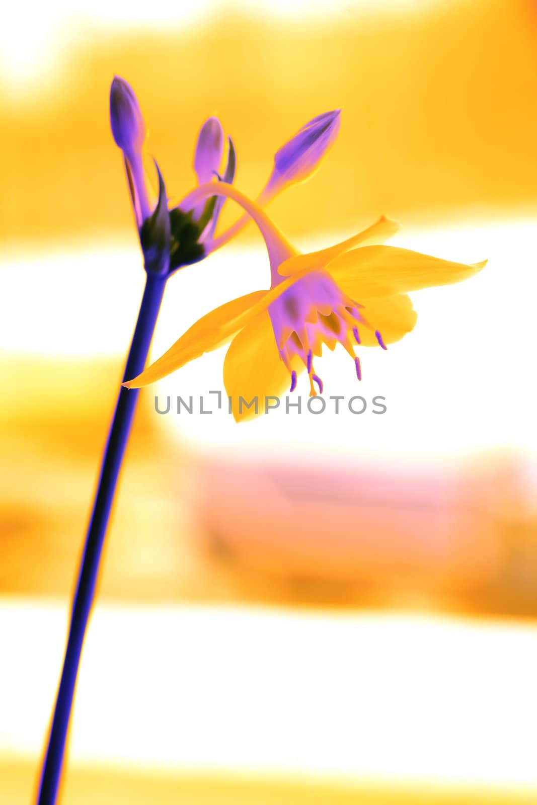 Orange Flower on Long Stalk, Flora