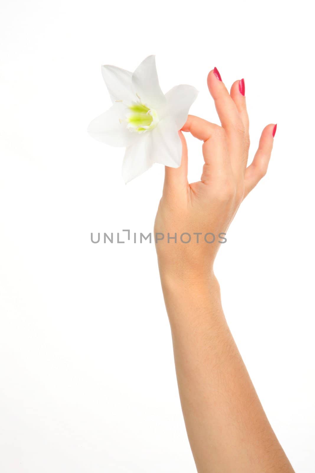 feminine hand with gentile flower, part of body