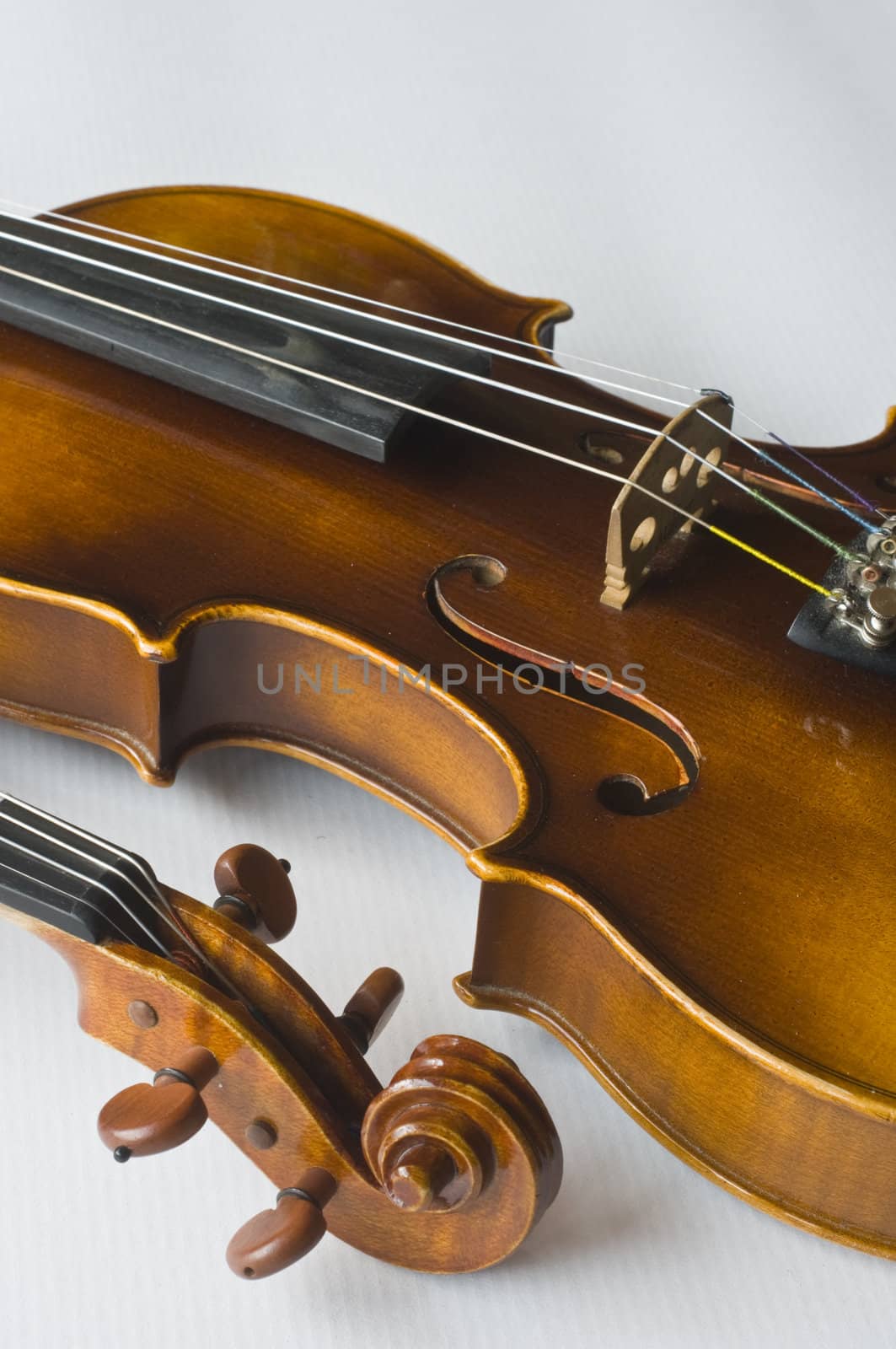 Violin on white background