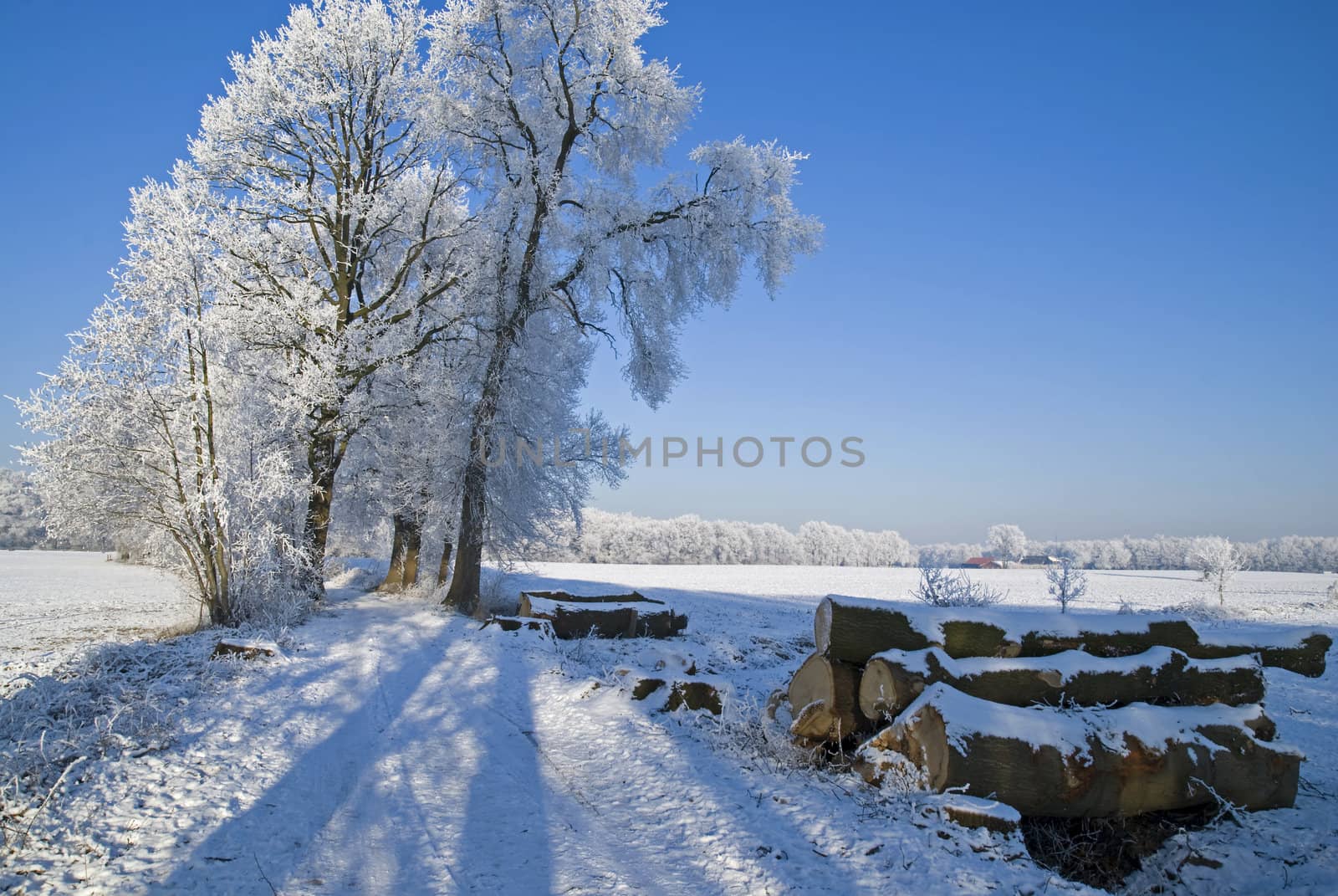 Some trees in winter landscape