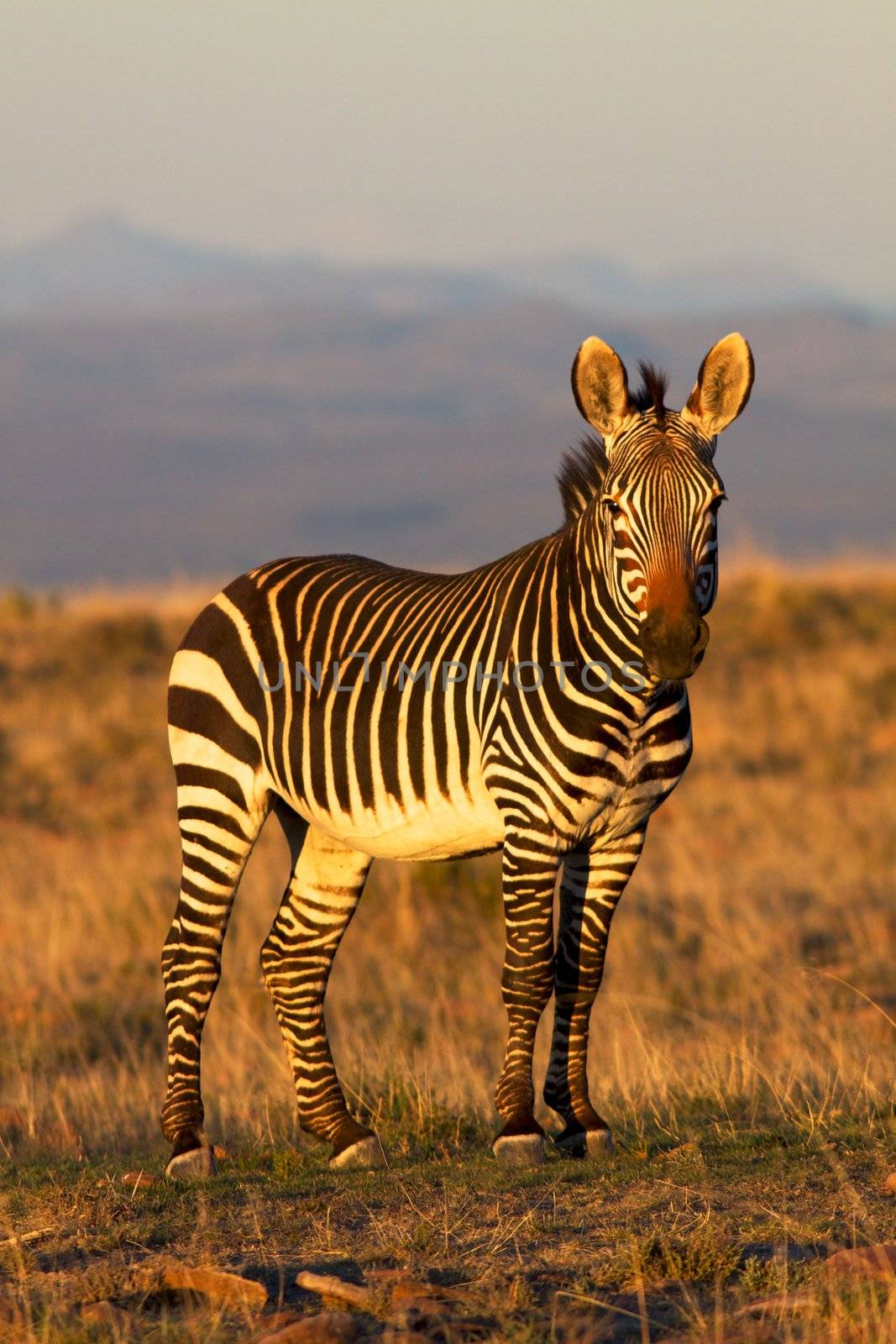 A mountain zebra  (Equus zebra) in the Mountain Zebra National Park, South Africa.