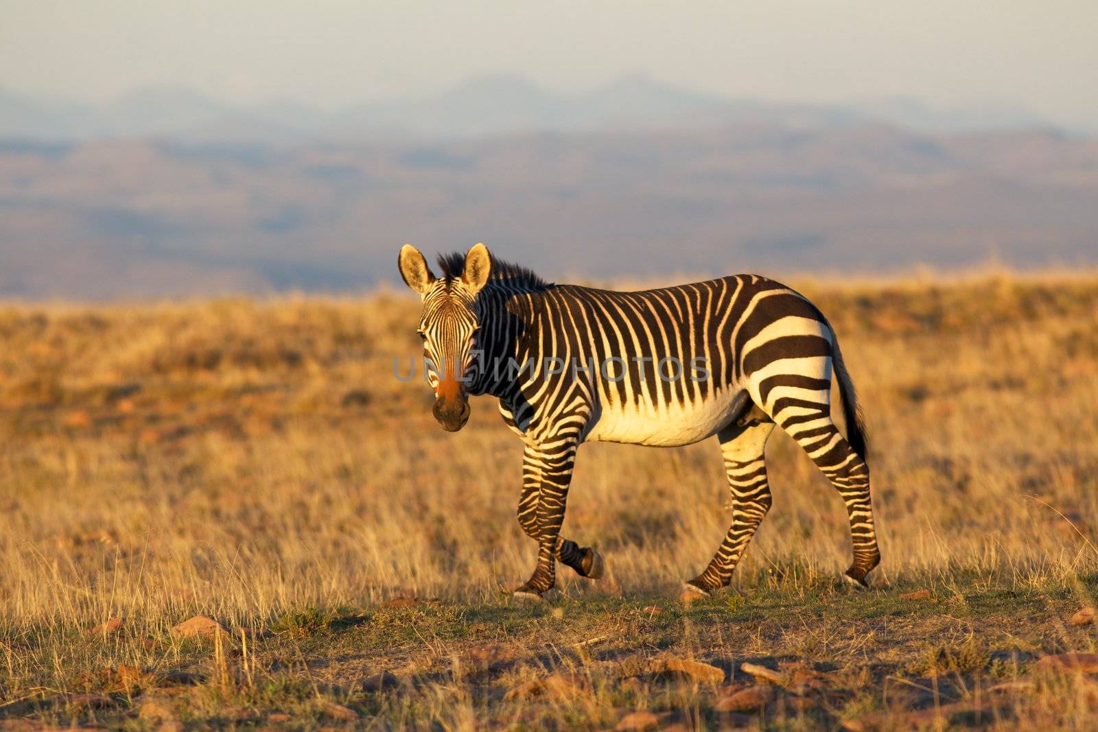A mountain zebra  (Equus zebra) in the Mountain Zebra National Park, South Africa.