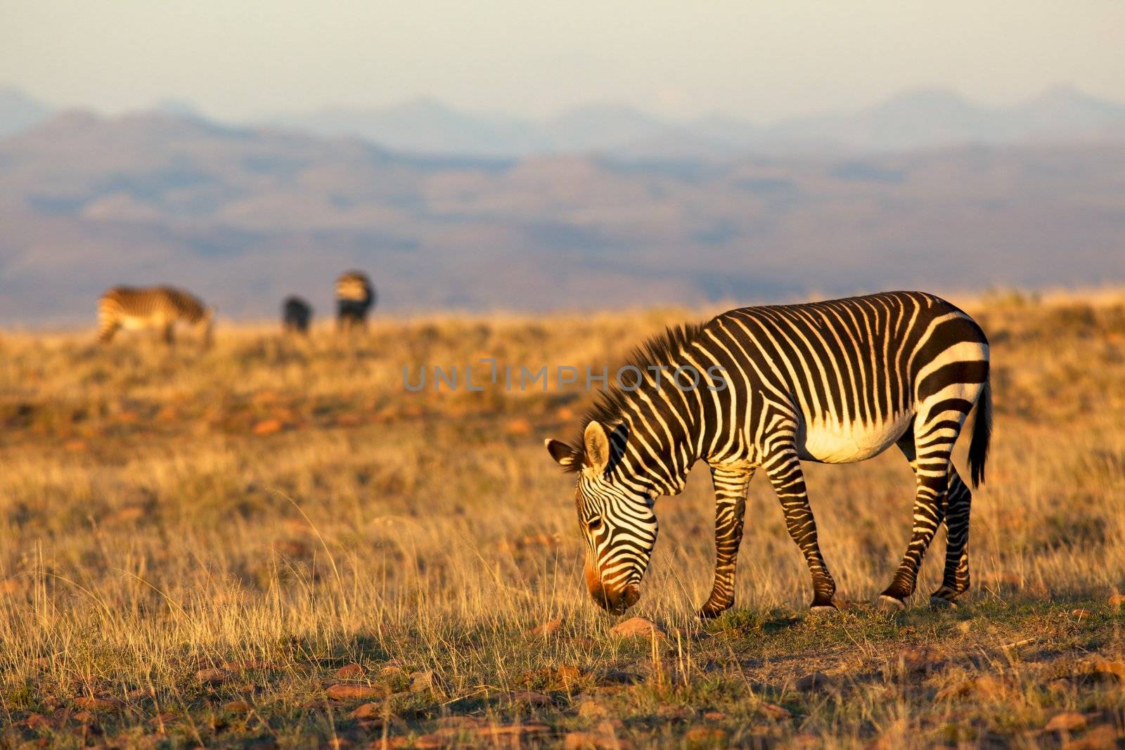 Mountain Zebra by zambezi