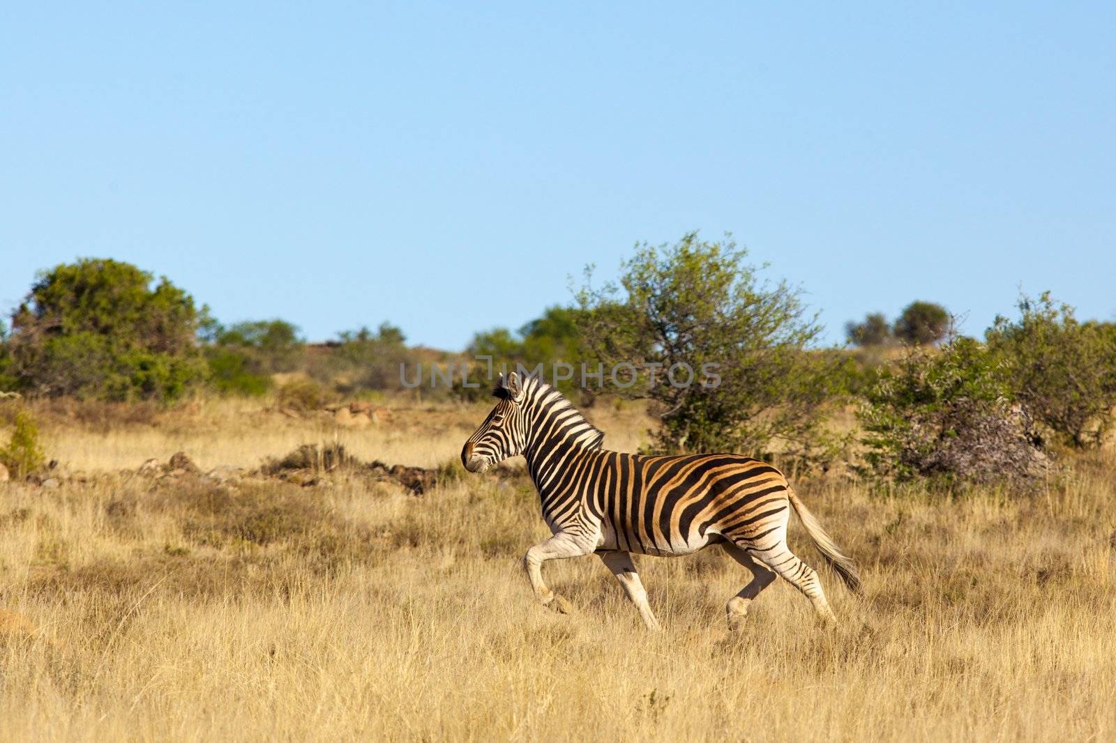 A mountain zebra  (Equus zebra) galloping in the Mountain Zebra National Park, South Africa.