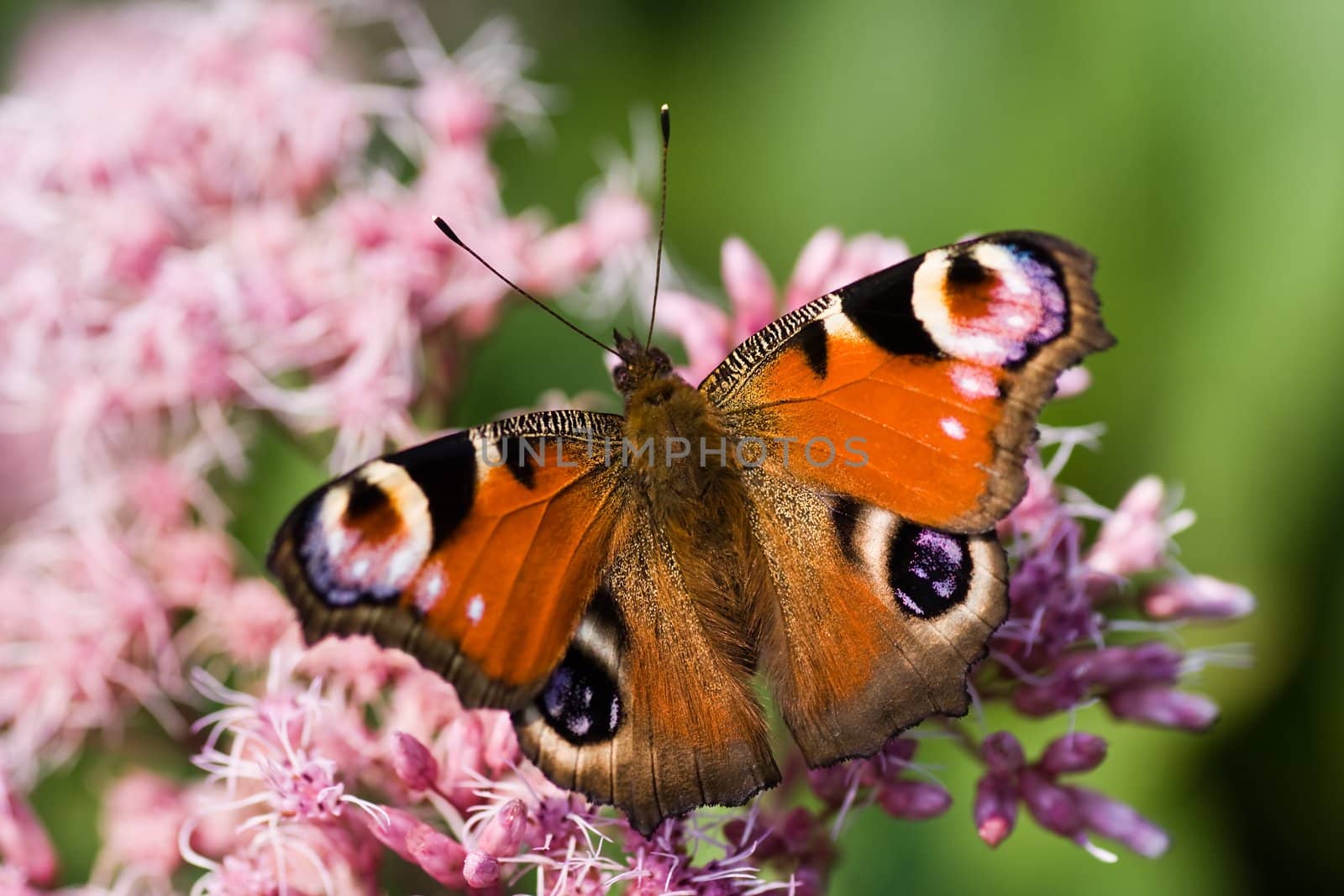 Peacock butterfly getting nectar from Gravel root flowers