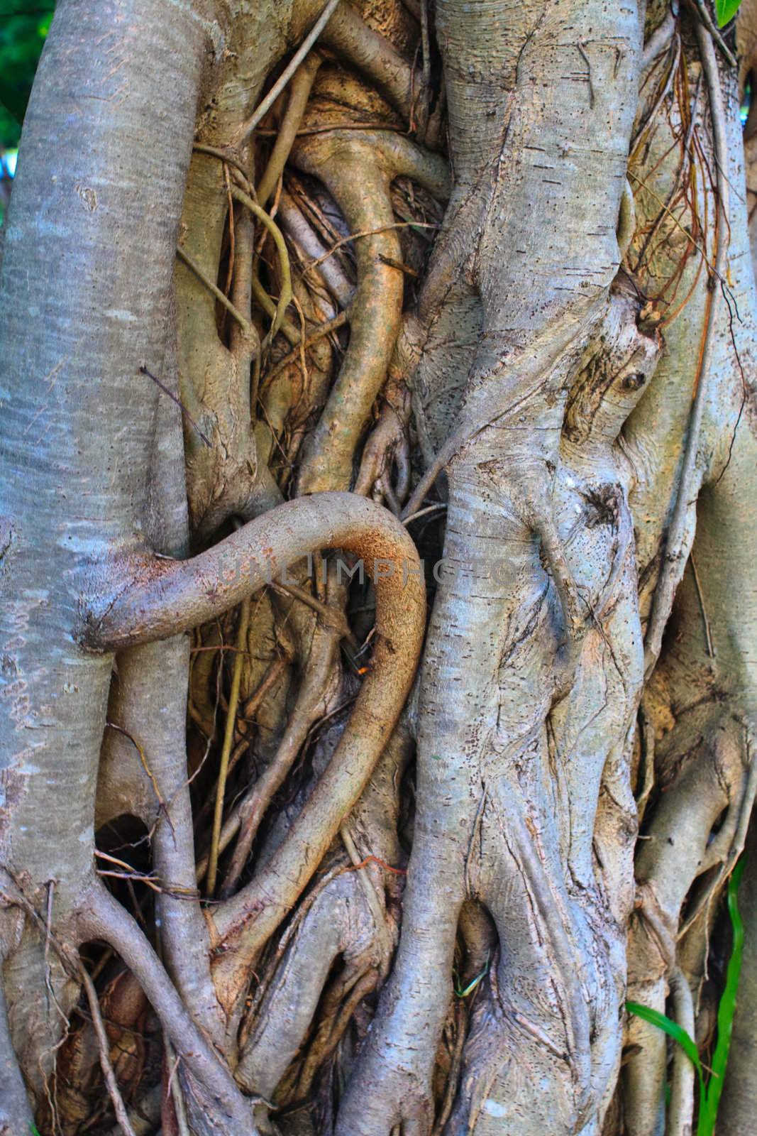 Root texture by criminalatt