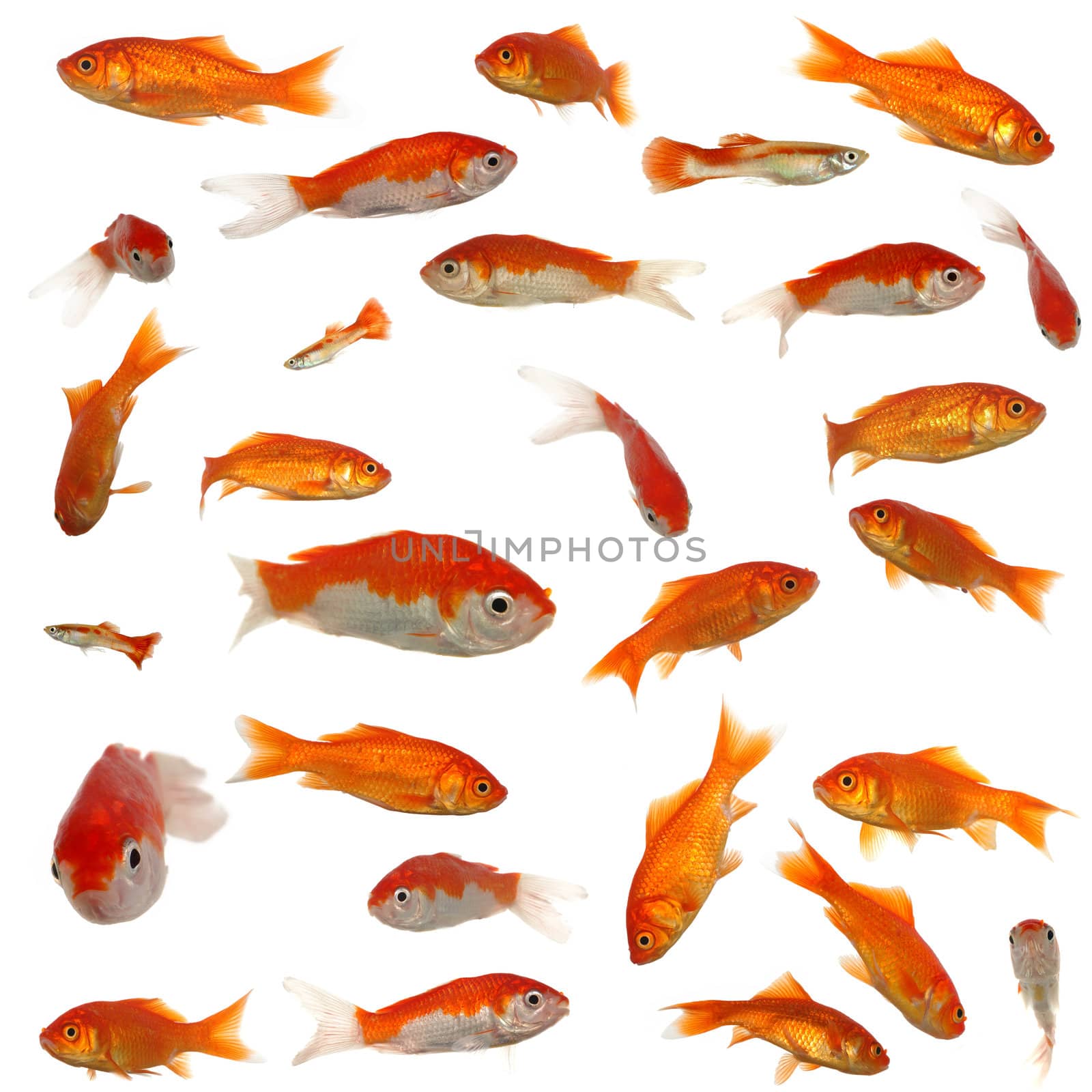 Many goldfish in different sizes and patterns. Original size is 4000 x 4000 pixels.