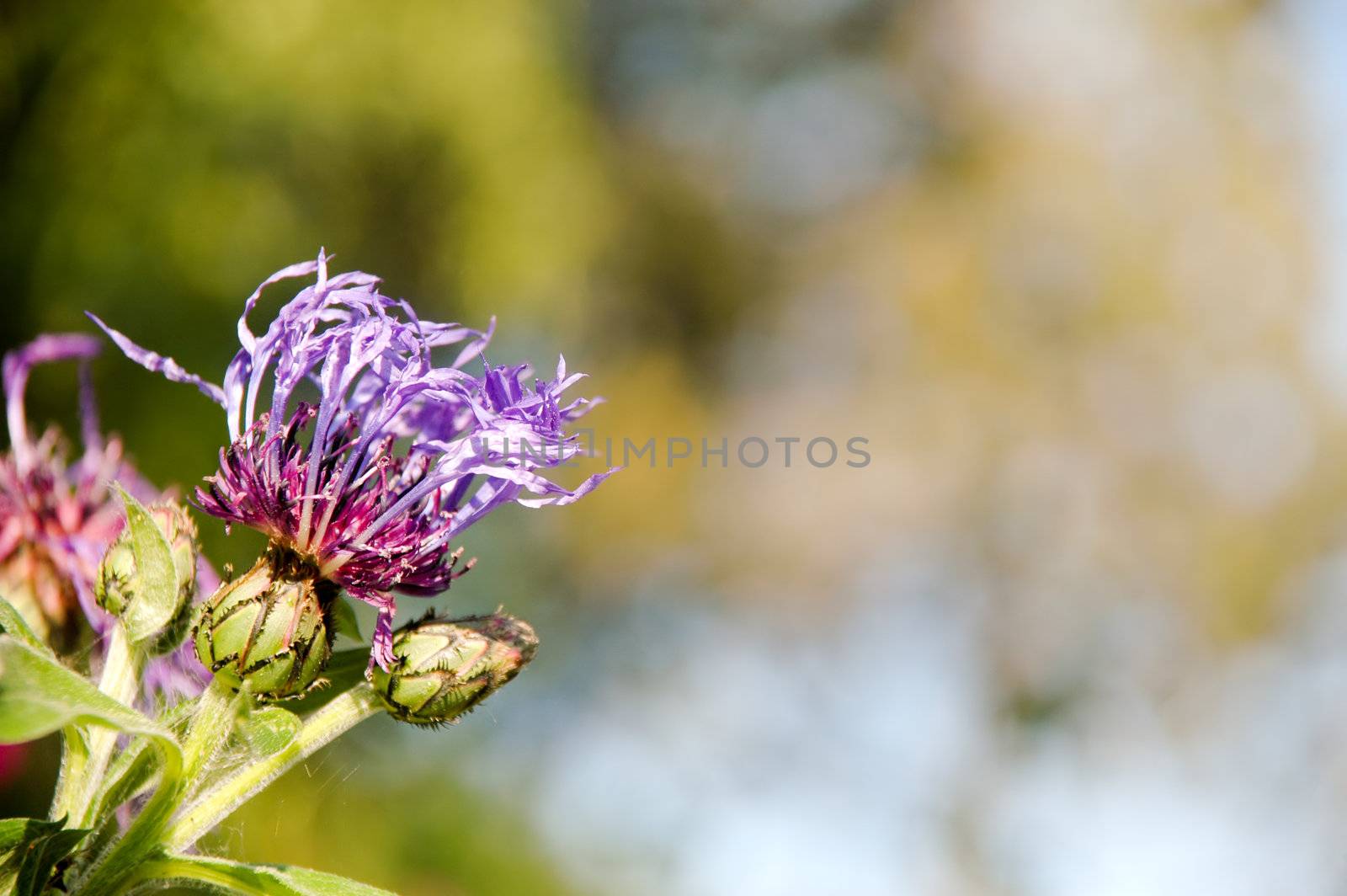 Flowers in focus and the trees are in blur.