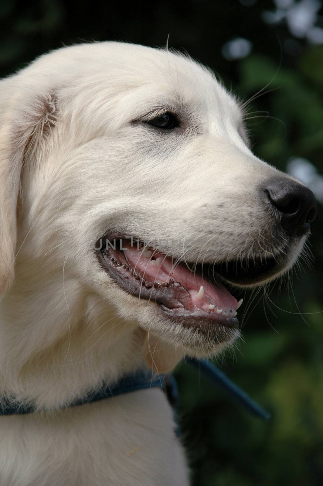 Sweet young dog sitting outside.