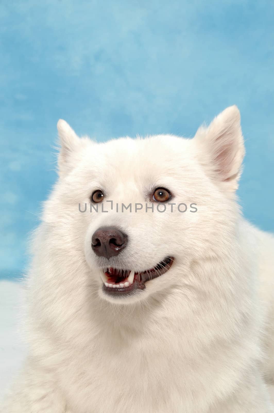 White dog on blue background by cfoto