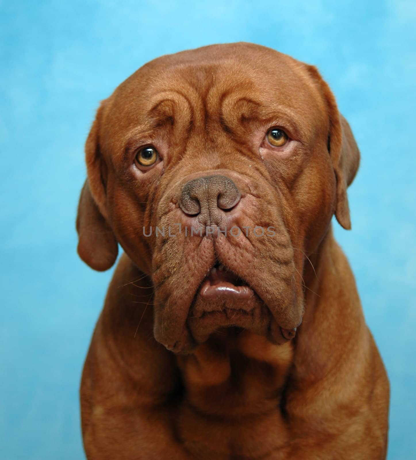 Sad dog. The dog was aken in studio on blue background.