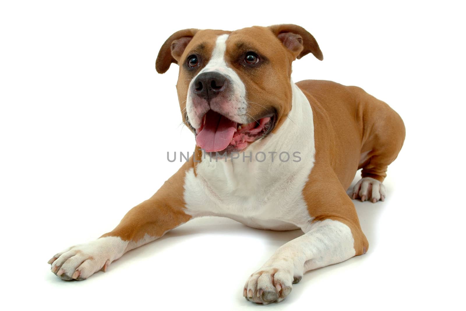 Sweet dog on white background. The dog looks very happy, 