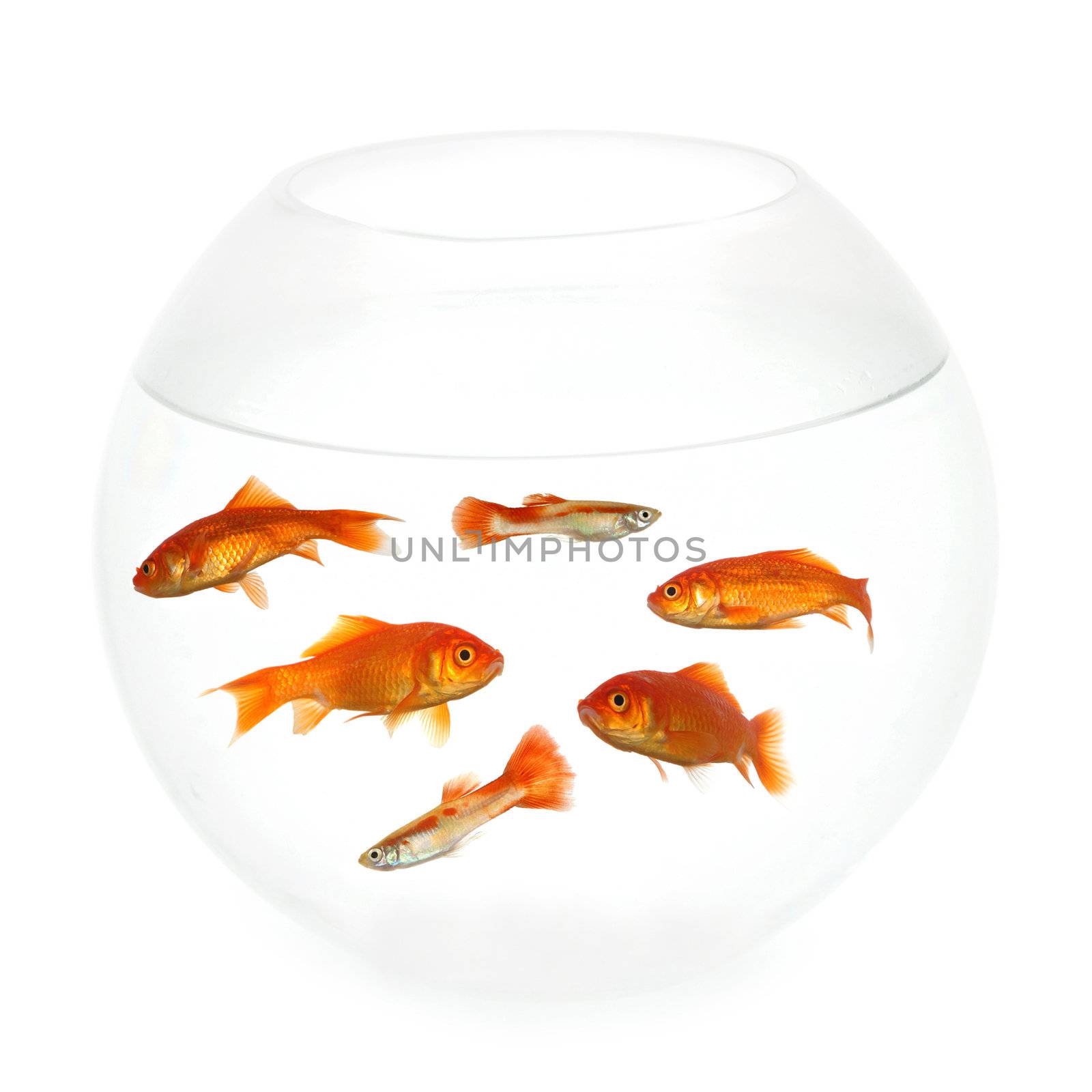 Goldfish swimming in a fishbowl. Taken on clean white background.