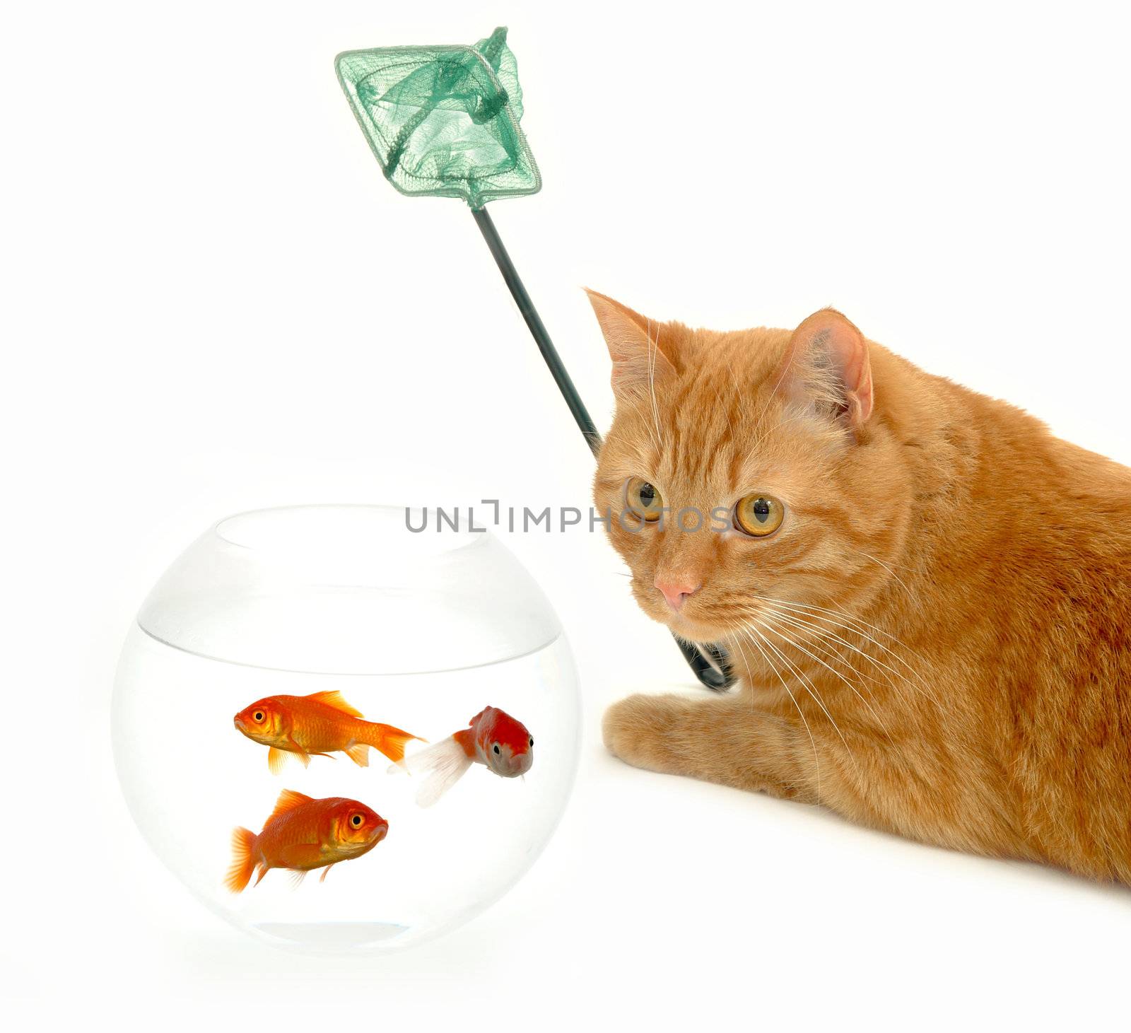 Cat is holding a fishingnet, ready to catch goldfish.