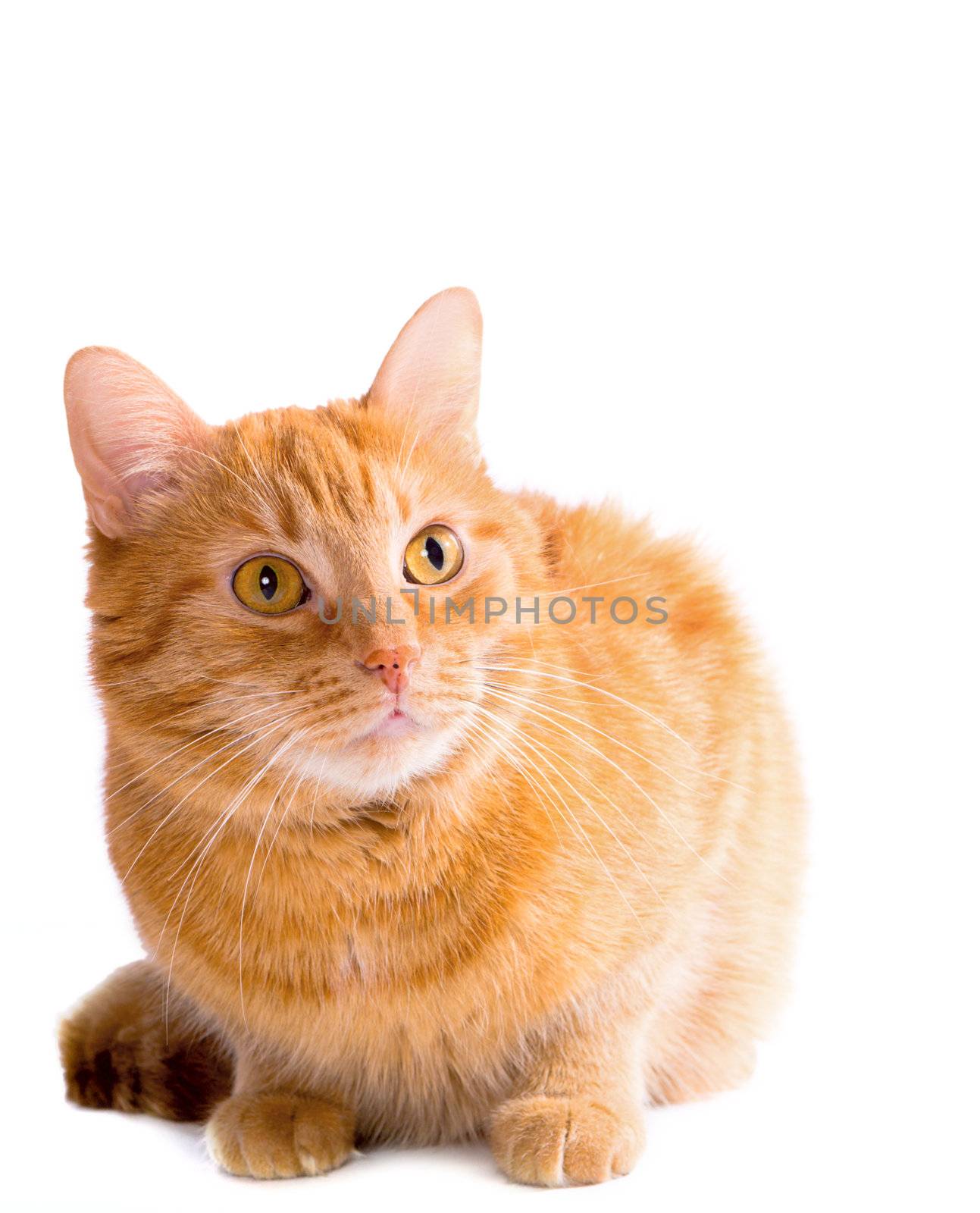 domestic red striped cat isolated on white