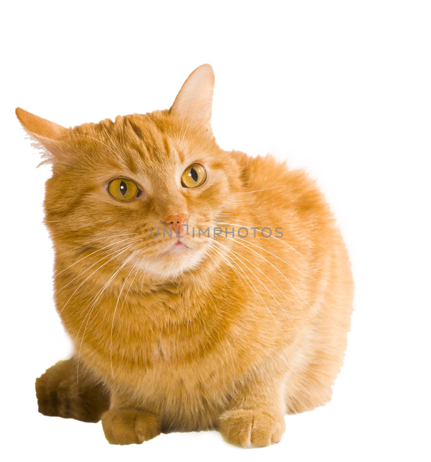 domestic red striped cat isolated on white