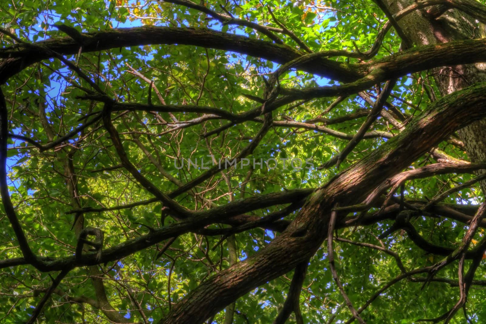 HDR image looking up into a tree.