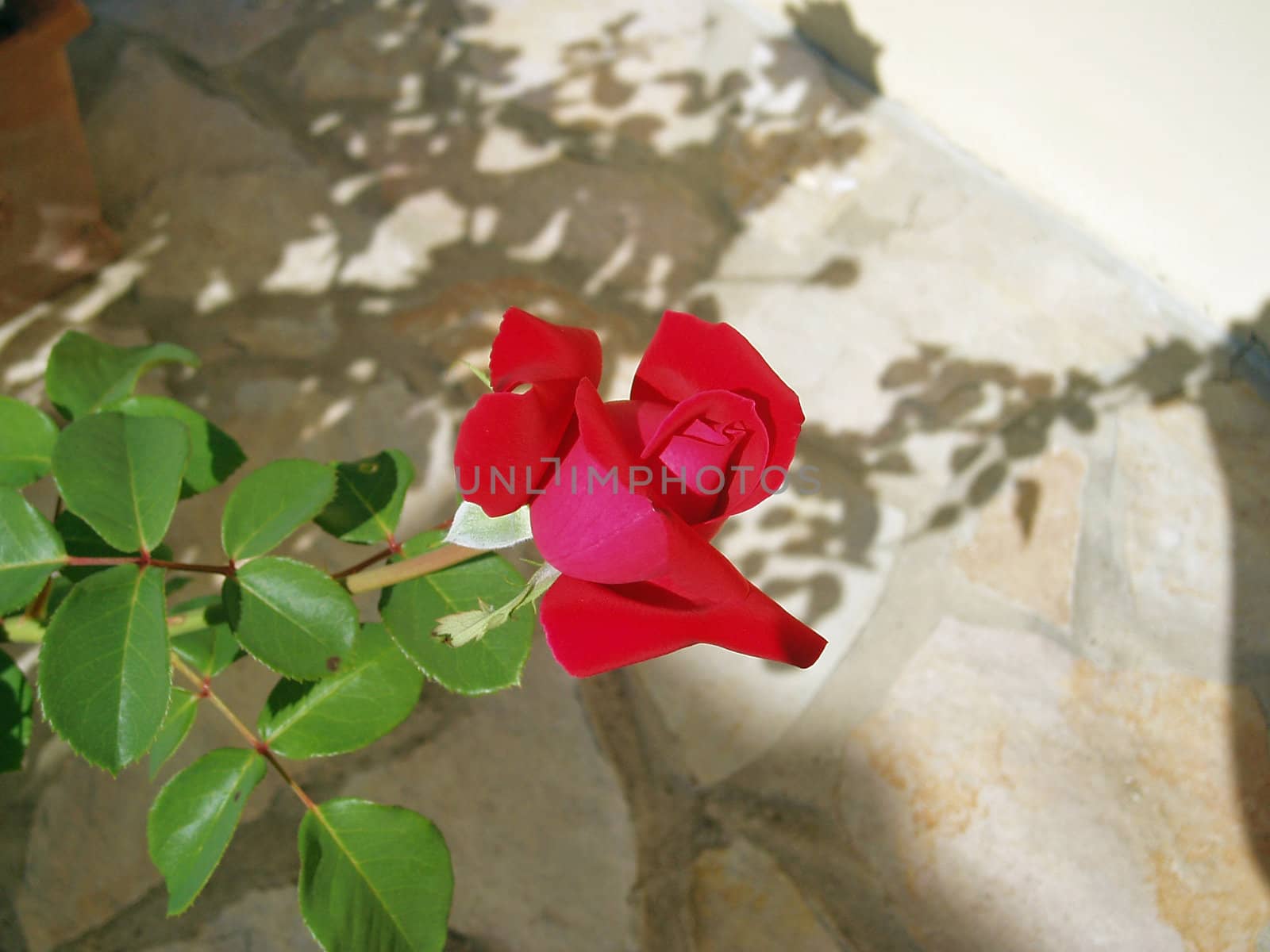 Red rose