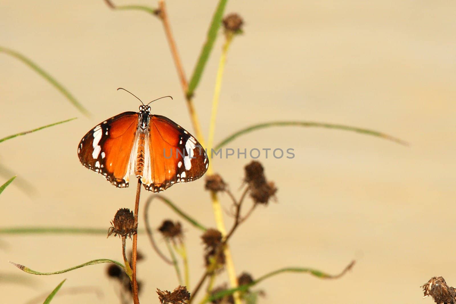 A plain tiger butterfly (Danaus chrysippus chrysippus)  sitting in a plant. this butterfly found in Singapore