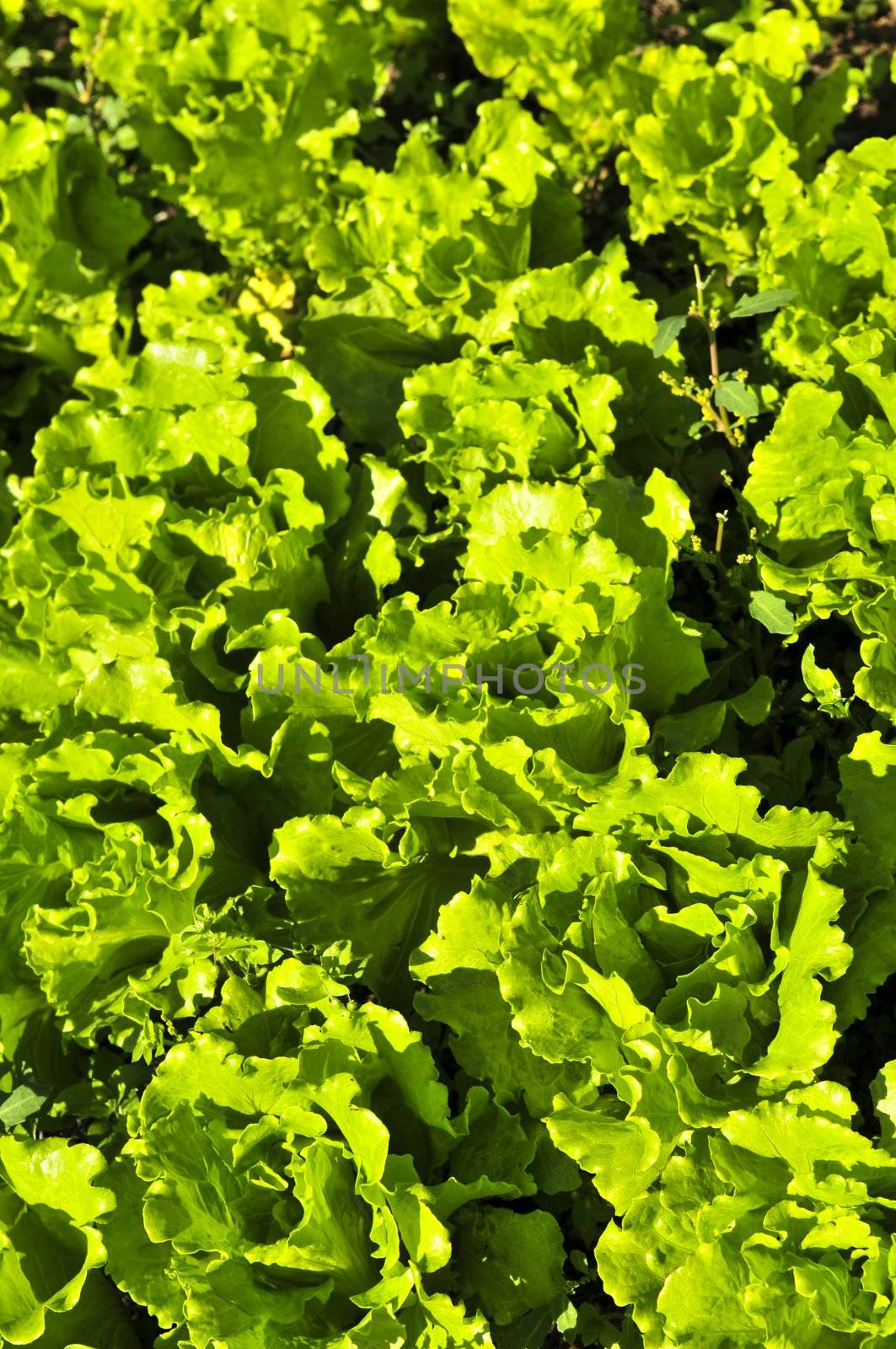 Rows of green lettuces growing in a vegetable garden