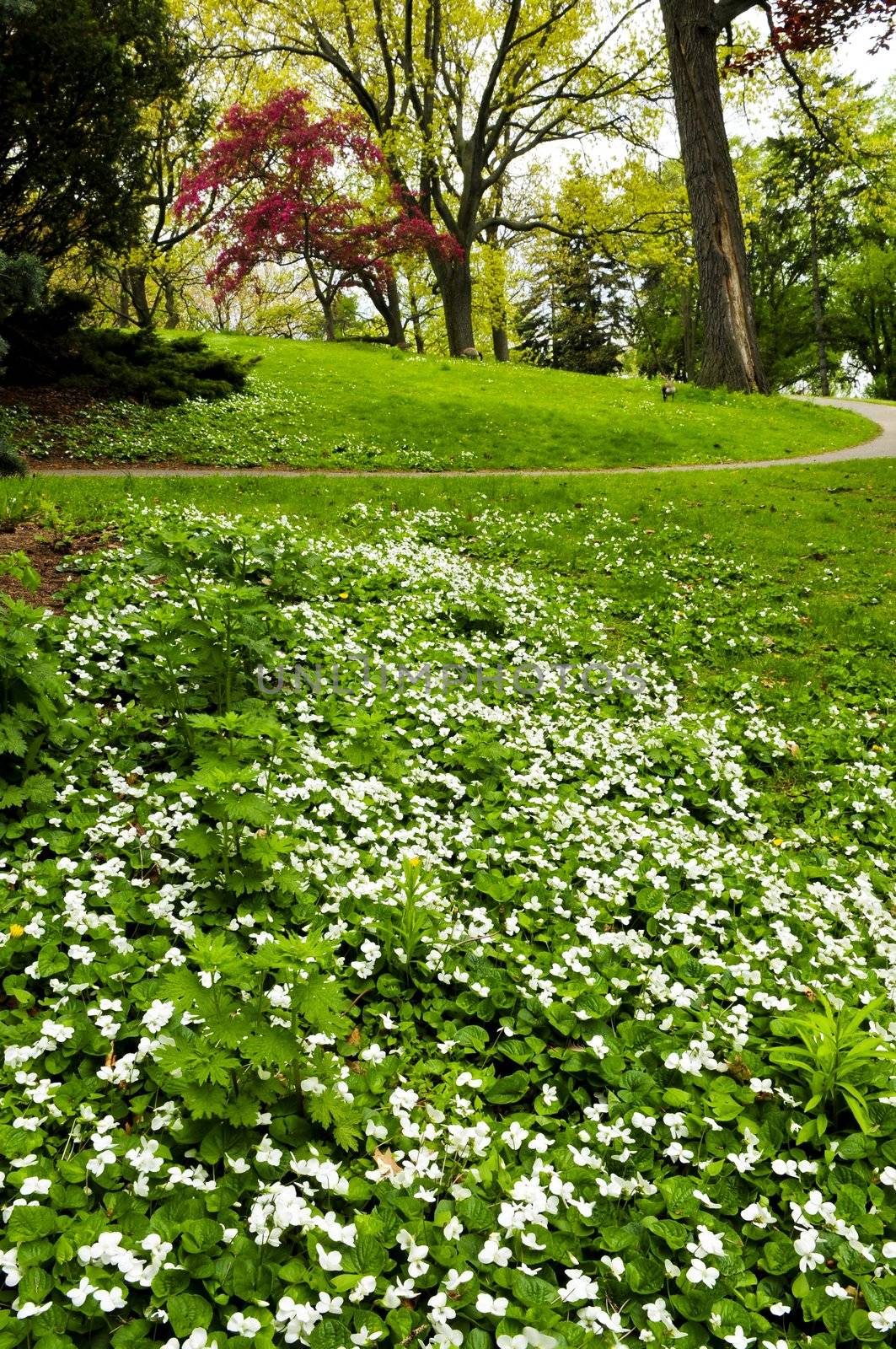 White canada violets blooming in a spring park