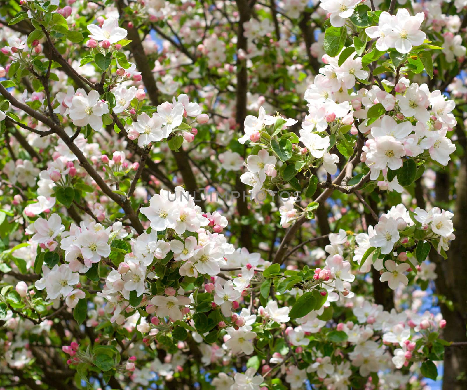 close-up flowering cherry in april